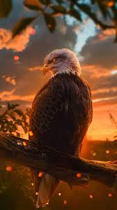 If you have your own one, just create an account on the website and upload a picture. Free Download Golden Eagle Iphone Wallpaper Eagle Wallpaper Bald Eagle Wild 900x1600 For Your Desktop Mobile Tablet Explore 36 Eagle Background Eagle Wallpaper Flying Eagle Wallpaper Desert Eagle Wallpapers