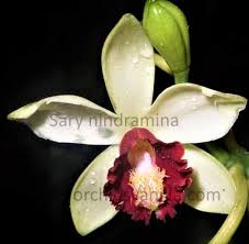 Image result for Vanilla crenulata