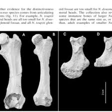 Pdf The Sloths Of The West Indies