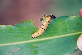 Image result for Aframomum alboviolaceum