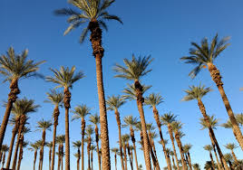 At about 33° north in the american continent, date palm plantations were newly introduced in southern california. Date Fruit And Date Sugar Why They Can Be A Healthier Choice