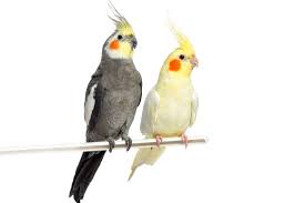 Find the perfect cockatiel stock photos and editorial news pictures from getty images. Cockatiel Facts And Info Pet Comments