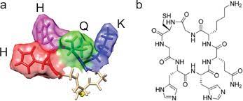 The chemical structure and molecular structure of highlighted regions are also shown. A Rationally Designed Humanized Antibody Selective For Amyloid Beta Oligomers In Alzheimer S Disease Scientific Reports