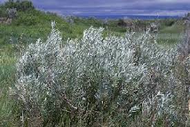 Image result for Artemisia sp.no.1