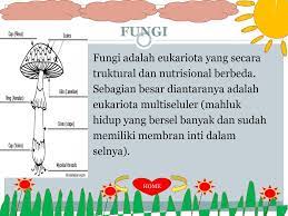 Jujur, disiplin dan percaya diri d. Kingdom Fungi Sk Kd Peta Konsep Fungi Sekilas Info Ppt Download