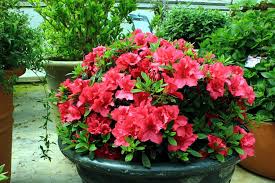 How To Grow Rhododendron And Azalea Growing Rhododendron In Pot In 2020 Azalea Shrub Plants Azaleas
