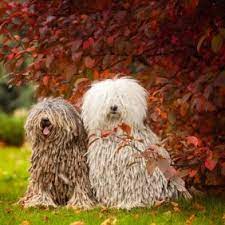 komondor foto cena shenkov opisanie porody