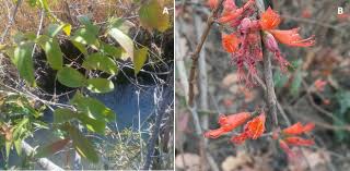 Image result for Agelanthus terminaliae