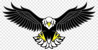 Sketsa gambar burung elang hitam putih. Bald Eagle Bird Bird Animals Logo Png Pngegg
