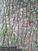 Image result for Petersianthus macrocarpus