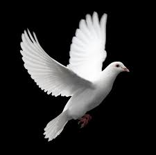 Nora Lgctv2 Twitter With Images Dove Pictures Dove Flying White Pigeon