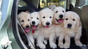 But what if a dog is in trouble and needs a hero? Salty Dogs Golden Retriever Puppies Home