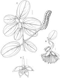 Image result for Indigastrum costatum