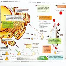 Meninggi diri (m/s 11) mengangkat diri, menyombongkan diri 4. Riang Belajar Biologi Dwibahasa Kssm New Century Book Store Ipoh Facebook