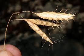 Image result for Pseudobromus