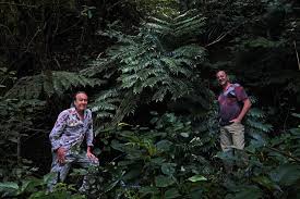 Image result for Rhodopentas bussei