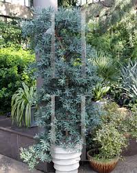 Learn more about moon valley. Horticopia Podocarpus Elongatus Monmal Icee Blue Yellow Wood Podocarpus