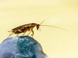 Barata morde? O que elas podem fazer?