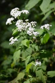 Image result for Nolletia arenosa
