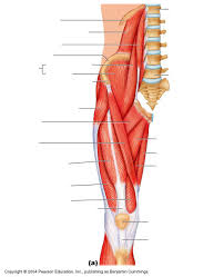 Leg muscles functions to perform all the motions and movements of the lower limb like standing, running, dancing etc. Thigh And Leg Muscles W Pelvis Label Diagram Quizlet