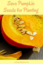 There are no special tools required to save pumpkin seeds, and you may have all you need at home already! Saving Pumpkin Seeds For Growing
