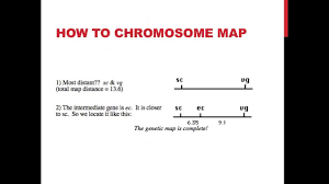 Linked Genes And Chromosome Mapping - Youtube