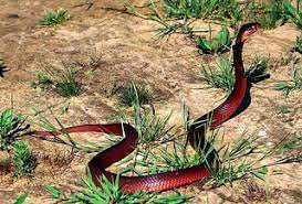 Red Spitting Cobra Absolutely Gorgeous Animal Vibrant Snake Wallpaper Snake Photos Mamba Snake