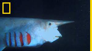 The goblin shark is not restricted to just one part of the world. The Goblin Shark What The Shark Youtube