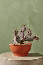 Image result for Opuntia