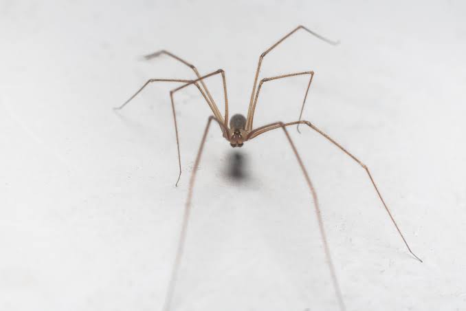 Daddy longlegs: Are daddy longlegs spiders?