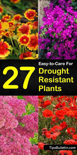 Check spelling or type a new query. Kalifornien Texas Und Colorado Sind Fur Durren Bekannt Wahrend Florida Fur Drought Resistant Plants Heat Tolerant Plants Drought Resistant Landscaping