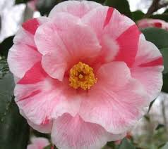 Lady Vansittart Variegated Camellia Camellia Japonica Lady Vansittart Produces Unusual White Striped And Spotted Rose Pink Sem Pretty Flowers Camellia Hibiscus