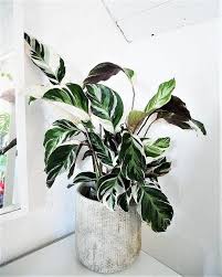 Variegated house plants for sale. 36 Unbelievable Variegated Indoor Plants With Patterns
