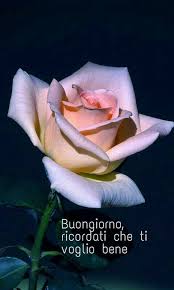 buongiorno-rosa-ricordati-che-ti-voglio-bene | Rose belle, Fiori, Immagini