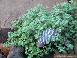 Image result for Crassula expansa