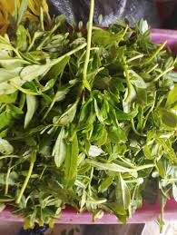 Image result for Eragrostis mildbraedii