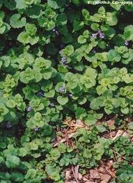 Tips for getting rid of creeping charlie. Creeping Charlie Control Extension Polk County