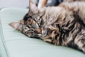 Among the innocuous reasons, mats develop where there is friction such if your cat's fur mats regularly, it's best to consult with your vet about the problem so they can investigate underlying causes. Cat Mats And Skin Infection Figo Pet Insurance