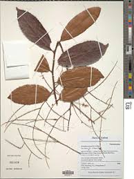 Image result for Homalium abdessammadii