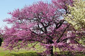 Trees are hardy to 0 degrees and may be planted throughout tennessee, though they should be planted in protected areas in zone 6. March Plant Of The Month Eastern Redbud