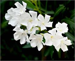 Check spelling or type a new query. Laurier Rose Plantation Et Entretien Pour Une Belle Floraison