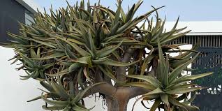 Image result for Aloidendron