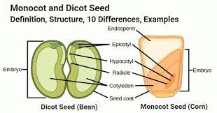 Definition of gone to seed in the idioms dictionary. Pin On Microbiology Notes
