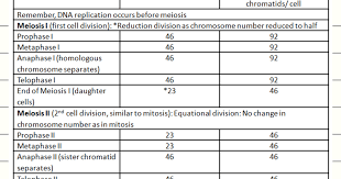 biology exams 4 u number of chromosomes and chromatids in