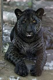 4. Jaglion A jaglion is a hybrid resulting from the union of a male jaguar  and a female lion. These rare hybrids typically exhibit a fascinating blend  of characteristics from both parent