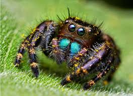 Bilgikupu On Twitter Jumping Spider Animals Amazing Dangerous Spiders