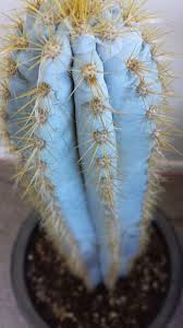 I only have seen rave reviews, but we know how much they can mean at times. Blue Cactus Blue Cactus Blue Succulents Cactus