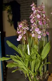 Image result for Eulophia guineensis