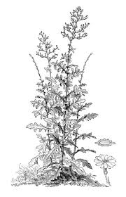 Image result for Lactuca imbricata