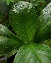 Image result for Mitragyna stipulosa